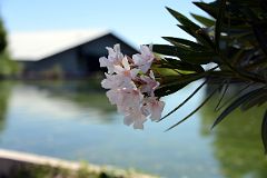 07-02 Beautiful Flower Next To A Small Pond At Pulenta Estate Winery In Lujan de Cuyo Near Mendoza